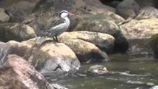 Torrent Duck