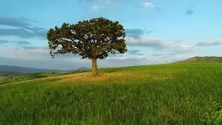 Flora and Fauna in Iran