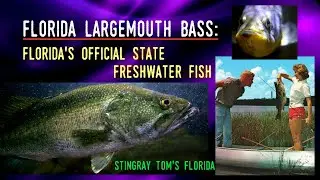 The Florida Largemouth Bass - Florida's Official Freshwater Fish: A Take 5 for Florida History 33