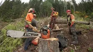 Supervision in Manual Falling: Developing Effective Supervisors | WorkSafeBC