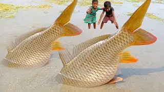 fish fish video 2022🦈🐟