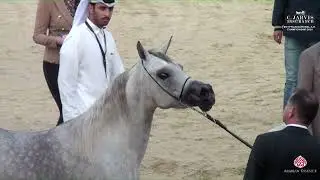 N 63 Hams El Koloub Al Asil   Egypt National Arabian Horse Championship 2024   Mares 4 6 Years Old C