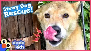 Let&rsquo;s Get This Stray Dog Somewhere Safe and Warm | Dodo Kids | Rescued!