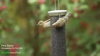 Pine Siskins