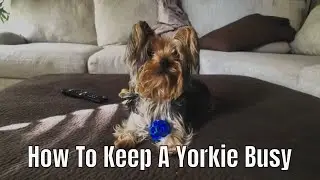 Guide to Working from Home / Keeping A Yorkie Busy