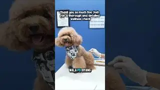VET DAY | DOG WELLNESS #migzthepoodle #shorts