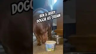 Luna&rsquo;s Taste Test: Ben & Jerry&rsquo;s Doggie Desserts Approved! 🐶🍦