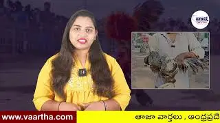 కోడి పుంజు ధర రూ. 3.50 లక్షలు! 😲 Rare Breed Rooster Worth 3.5 Lakhs | Vaartha