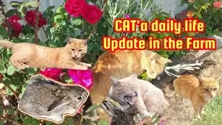 Cat's Daily  Life Update in the Farm #garden #pest #cat #newzealand #farmlife #trending #animals