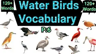 Water Birds Vocabulary words with Picture in English |P:6| Water all birds Vocabulary with new Way