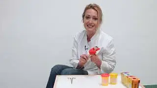 EVK K&ouml;ln Weyertal Die Nebensschilddr&uuml;sen mit Priv.-Doz. Dr. med. Costanza Chiapponi