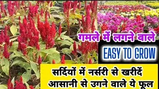 EP-180  Grow winter flowers #potting #urbangardening #garden #winterflower