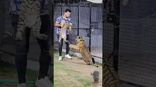 Tiger ki video 🐅🐅🐅🐅 #tiger #shere #bagh #janwar #song