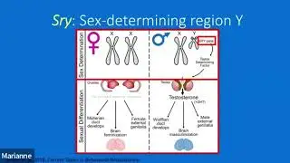 Sex Chromosomes Contribute to the Transcriptomic Immune Response in the Mouse Brain by Sarah Ocanas