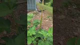 New Fig trees in the Phyg Pharm