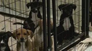 PAW IT FORWARD: SPCA of East Texas' low-cost spay and neuter clinic helps combat pet overpopulation