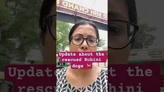 Rescued Rohini Dogs 🐕 #savedogs #savedelhincrdogs #savestreetdogs 🙌