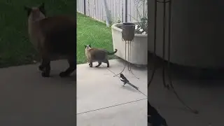 Magpie Grabs Cat by the Tail || ViralHog