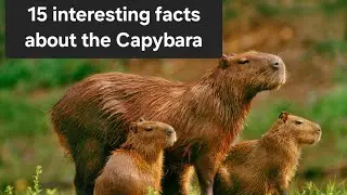 Interesting facts about the Capybara