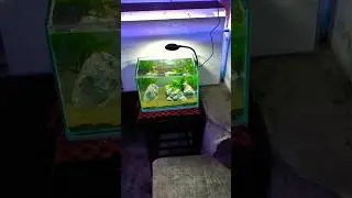 simple aquascape #fishtank