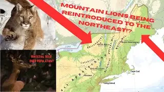 Reintroducing Mountain lions to the NorthEast? Eastern Mountain Lion Project pt i