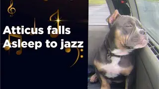 The Ultimate Dog Music Getaway Revealed
