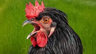 Chicken rooster sounds / crowing / noises | Audio