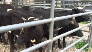Corriente Roping Cattle