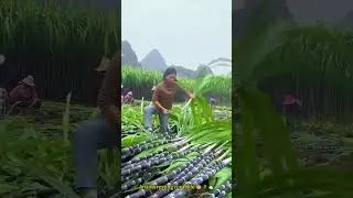 An interesting rural life 😊🌾🏡