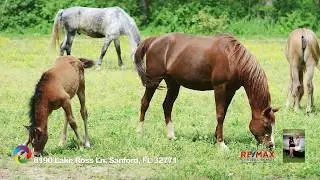 5 Acre Luxury Home & Horse Farm For Sale In Lake Ross Estates Sanford Florida