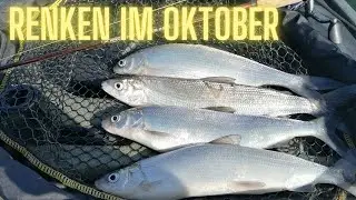 Goldener Oktober, Silberne Renken: Ein herbstliches Angelerlebnis