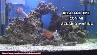 Relajandome con el acuario marino