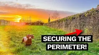 New Garden Job #1: Dog-Proofing the Hedges with a Mesh Fence