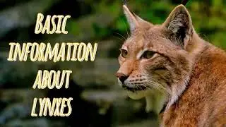 Secrets of the Lynx : Silent Hunters of the Forest