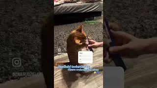 Garfield wcina Churu! Zapraszam na insta! Nazwa na filmiku. #cat #churu #eating #omnom #mniam #cute