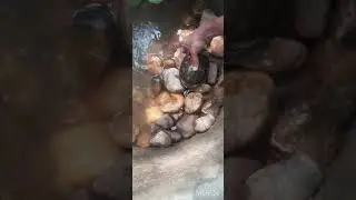 setup outdoor tortoise pond 🐢 #pond #tortoise