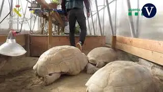Cae una red por traficar con 300 especies de reptiles de alta protección