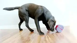 Kong hond Rewards wally