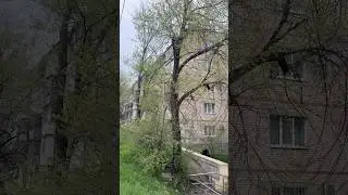 #travel #nature #wayofnature #love #live #like #reels #shorts #youtubeshorts #wintertree #e