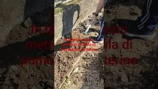 Interramento letame maturo + cenere di legna.