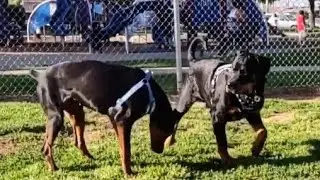 Rottweiler Meets Doberman At Dog Park