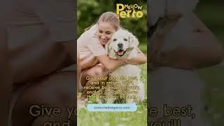 Experience Unconditional Love: Explore MellowPerro Treats and Chews for Your Furry Friend
