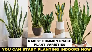 Most Common Snake Plant Varieties You Can Start Planting Indoors Now