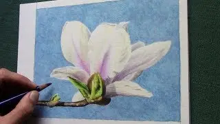 drawing a tulip tree blossom with Inktense pencils