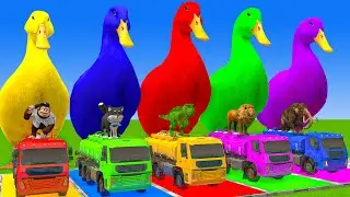 5 Giant Duck Cartoon,Cow,Elephant,Tiger,Lion,Dinosaur,Paint Wild Animals Crossing Fountain Animation