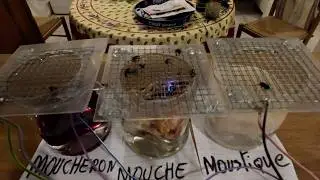 Fabriquer un Pi&egrave;ge &eacute;lectrique haute tension mouche moustique moucherons😁