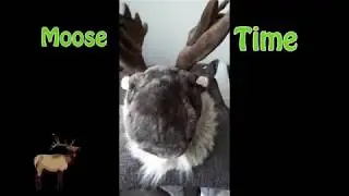 Sisters of Moosey  - Moose Time | alternative instrumental