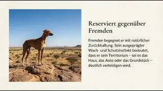 🐕✨ Azawakh &ndash; edel, eigenst&auml;ndig & schneller als dein WLAN 💨