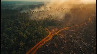Amazon Rainforest | Life, Wildlife & The Fight to Protect It