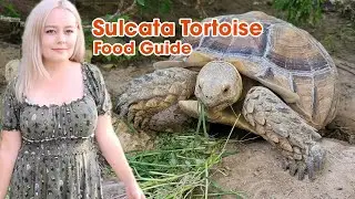 How to Feed a Sulcata Tortoise